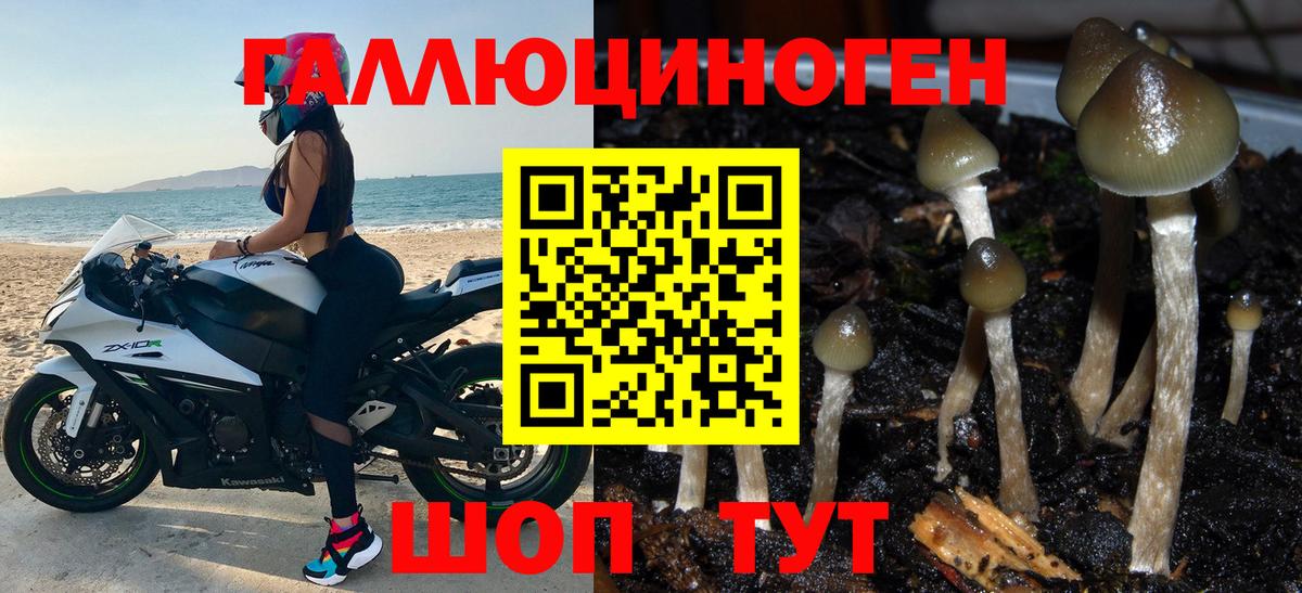 Галлюциногенные грибы Psilocybine cubensis Североуральск